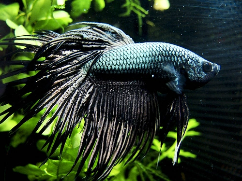 Kampfisk mix Halfmoon (Betta Splendens)